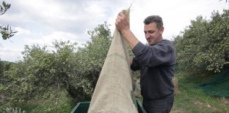 Το αργότερο σε 60 ημέρες η πληρωμή των αγροτών από τους εμπόρους