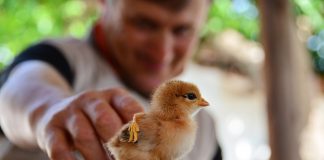 Πρόσληψη δέκα ατόμων για την κάλυψη εποχικών ή παροδικών αναγκών της Διεύθυνσης του Κτηνιατρικού Κέντρου Αθηνών