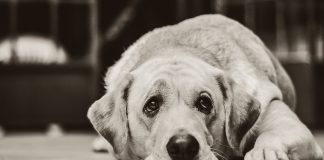 Χορηγούνται με 600.000 ευρώ οι Δήμους για την ενίσχυση των καταφυγίων αδέσποτων ζώων