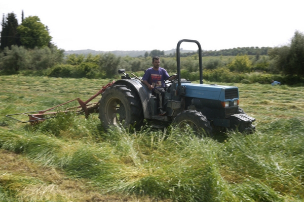 agrotes 2