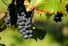 10,5 εκατ. ευρώ για προώθηση του ελληνικού κρασιού σε τρίτες χώρες