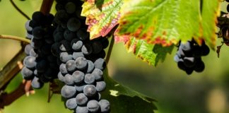 10,5 εκατ. ευρώ για προώθηση του ελληνικού κρασιού σε τρίτες χώρες