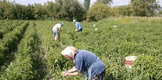Ο ΟΠΕΚΕΠΕ καταβάλει 12,8 εκατ. ευρώ σε συνολικά 28.088 δικαιούχους του ΠΑΑ 2007-2013