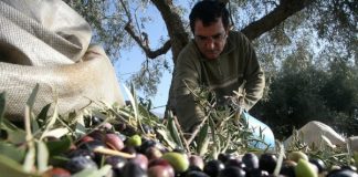 Ένταξη δικαιούχων του Μέτρου 11 «Βιολογικές καλλιέργειες» και νέα προκήρυξη για τη βιολογική κτηνοτροφία