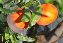 Αποζημιώσεις ύψους 7.509.057 ευρώ καταβάλει ο ΕΛΓΑ σε παραγωγούς των οποίων η φυτική παραγωγή ή το ζωικό κεφάλαιο ζημιώθηκε