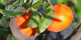 Αποζημιώσεις ύψους 7.509.057 ευρώ καταβάλει ο ΕΛΓΑ σε παραγωγούς των οποίων η φυτική παραγωγή ή το ζωικό κεφάλαιο ζημιώθηκε