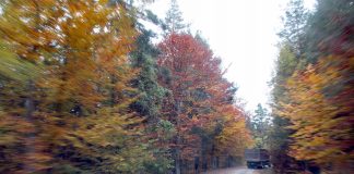 Μείωση του τέλους αντιρρήσεων για τους δασικούς χάρτες