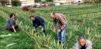Δεκάλογος παρεμβάσεων στο κόστος παραγωγής των αγροτών