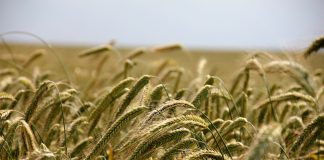 Συγκρότηση Εθνικού Δικτύου Αγροτικής Πολιτικής