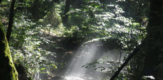 Νέο νομικό πλαίσιο για τους Δασικούς Συνεταιρισμούς