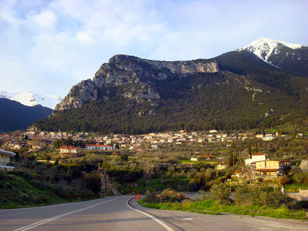 tithorea10