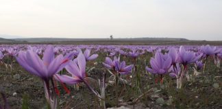 Στρατηγικό Σχέδιο για την Ανάπτυξη του κλάδου Αρωματικών και Φαρμακευτικών Φυτών