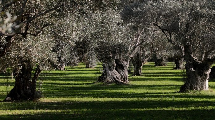 xorafia-agrotika-mpe
