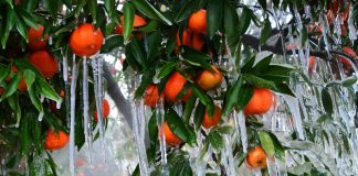 Αποζημιώσεις ύψους 10,9 εκατ. ευρώ σε αγρότες θα καταβάλει ο ΕΛΓΑ