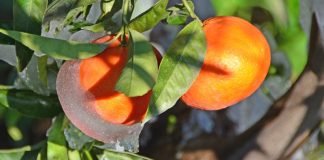 Πληρωμές αποζημιώσεων ύψους 6 εκατ. ευρώ από τον ΕΛΓΑ