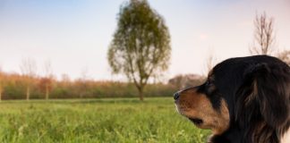 Η Ελλάδα αποκτά Εθνικό Μητρώο Ζώων Συντροφιάς – Σε λειτουργία η πλατφόρμα pet.gov.gr