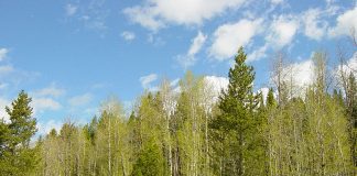 Ενέργειες που ακολουθούνται μετά από πυρκαγιά στις εκτάσεις που διέπονται από τις διατάξεις της δασικής νομοθεσίας