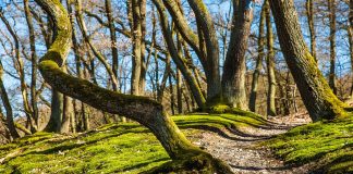 Εφαρμογή των διατάξεων για την τακτοποίηση γεωργικών εκμεταλλεύσεων σε δασικού χαρακτήρα εκτάσεις σε περιοχές των αναρτημένων δασικών χαρτών