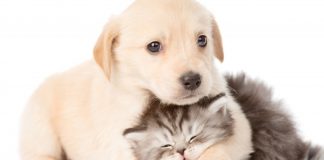 Αυστηρά πρόστιμα για όσους δεν συμμορφώνονται με τους κανόνες ευζωίας των κατοικίδιων