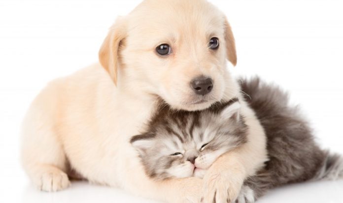 pets