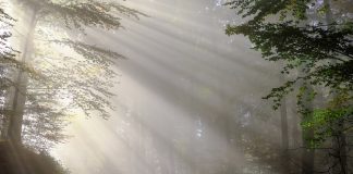 Νέο Δασικό Πλαίσιο για τους αγροτικούς συνεταιρισμούς