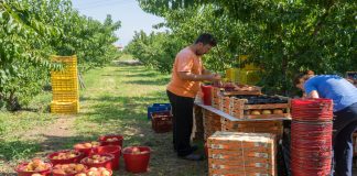 Στήριξη για επενδύσεις στη μεταποίηση, εμπορία και την ανάπτυξη γεωργικών προϊόντων