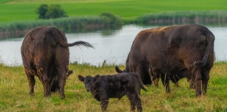Υπουργική Απόφαση για την μίσθωση βοσκήσιμων γαιών
