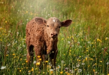 Τα απαιτούμενα για την έκδοση άδειας διατήρησης κτηνοτροφικών εγκαταστάσεων εντός ή πλησίον κατοικημένων περιοχών