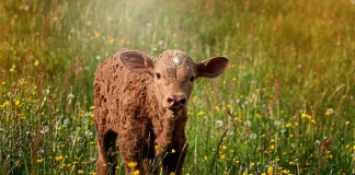 Τα απαιτούμενα για την έκδοση άδειας διατήρησης κτηνοτροφικών εγκαταστάσεων εντός ή πλησίον κατοικημένων περιοχών