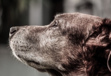 Χρηματοδότηση από 50% – 70% σε Δήμους για την διαχείριση των αδέσποτων ζώων συντροφιάς