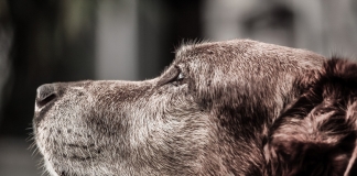 Χρηματοδότηση από 50% – 70% σε Δήμους για την διαχείριση των αδέσποτων ζώων συντροφιάς