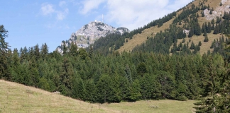 Ανοίγει ο δρόμος για την πρόσληψη Δασολόγων και Δασοπόνων στη Δασική Υπηρεσία για το έργο των δασικών χαρτών