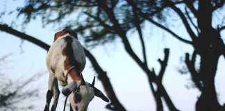 Για τα Διαχειριστικά Σχέδια Βόσκησης