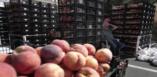 Πληρωμές ενισχύσεων 8,5 εκατ. ευρώ, σε πληγέντες ροδακινοπαραγωγούς μέσω της διαδικασίας de minimis