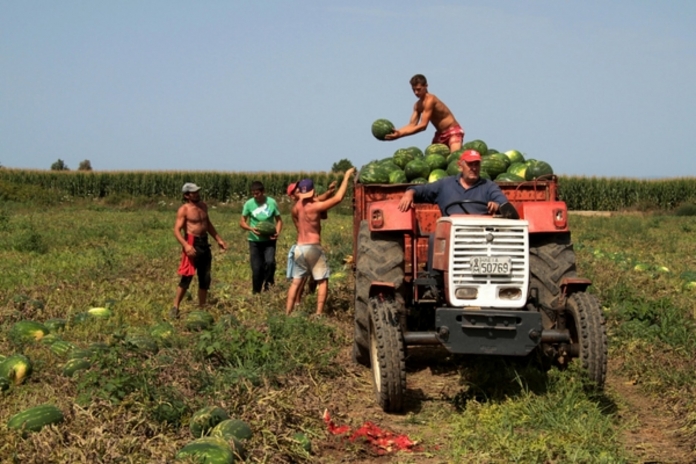 agrotes2