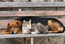 600.000 ευρώ στην Τοπική Αυτοδιοίκηση για ενίσχυση των καταφυγίων αδέσποτων ζώων