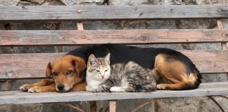 600.000 ευρώ στην Τοπική Αυτοδιοίκηση για ενίσχυση των καταφυγίων αδέσποτων ζώων