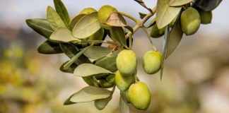 Εμβληματική Ερευνητική Δράση Εθνικής Εμβέλειας «Οι Δρόμοι της Ελιάς»