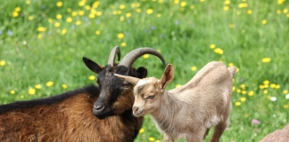 Πρόσκληση για το μέτρο βιολογικής κτηνοτροφίας ύψους 200 εκατ. ευρώ