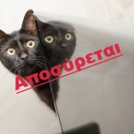 cat-3062966_1920-696×461