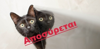 Αποσύρεται από τη δημόσια διαβούλευση για επανεξέταση το ν/σ για τα δεσποζόμενα και τα αδέσποτα ζώα συντροφιάς