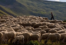 Δύο εκατομμύρια ευρώ ενισχύσεις de minimis στους αιγοπροβατοτρόφους των Χανίων