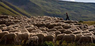 Δύο εκατομμύρια ευρώ ενισχύσεις de minimis στους αιγοπροβατοτρόφους των Χανίων
