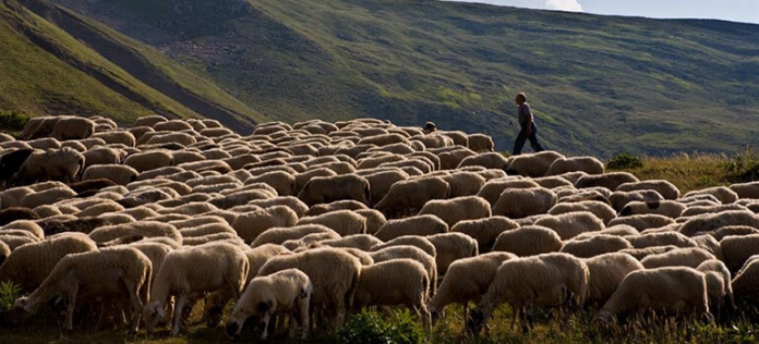 sheeps_05