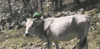 Μετατίθεται η ημερομηνία υποβολής αιτήσεων για την πρόσκληση βιολογικής κτηνοτροφίας