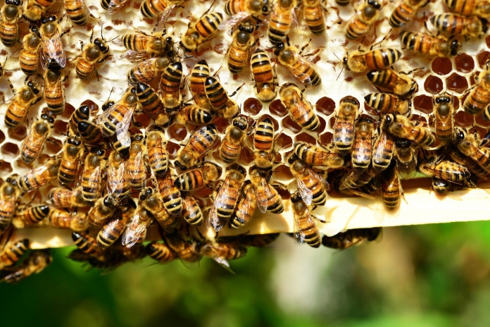 bees