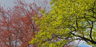 Ανοίγει ο διάλογος για την κατάρτιση της Εθνικής Στρατηγικής για τα Δάση