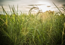Eνέργειες ΥΠΕΝ και ΥΠΑΑΤ για την αντιμετώπιση της νιτρορύπανσης γεωργικής προέλευσης