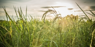 Eνέργειες ΥΠΕΝ και ΥΠΑΑΤ για την αντιμετώπιση της νιτρορύπανσης γεωργικής προέλευσης
