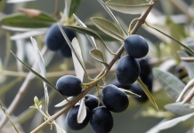 Τέσσερις μήνες νωρίτερα η κατανομή  εποχικού προσωπικού δακοκτονίας στις περιφέρειες